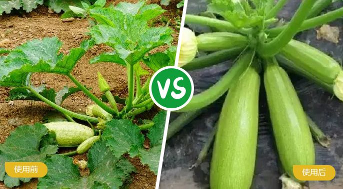 西葫芦施着色叶面肥后植株旺盛，果实饱满