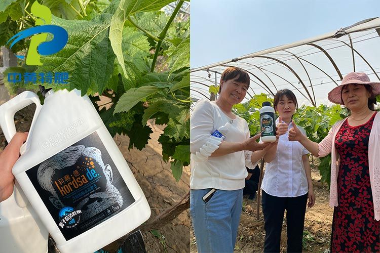 祝贺河南中黄特肥在灵宝县葡萄基地举办观摩会成功！